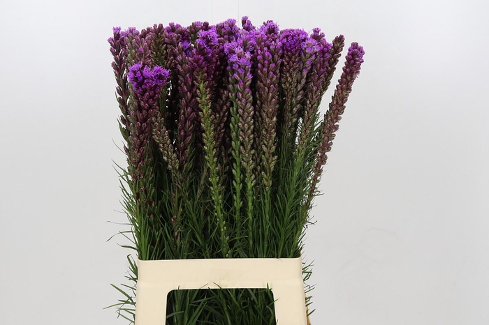 <h4>Liatris Spicata</h4>