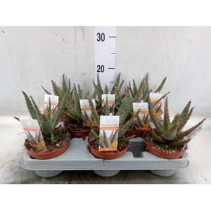 Aloe   ...