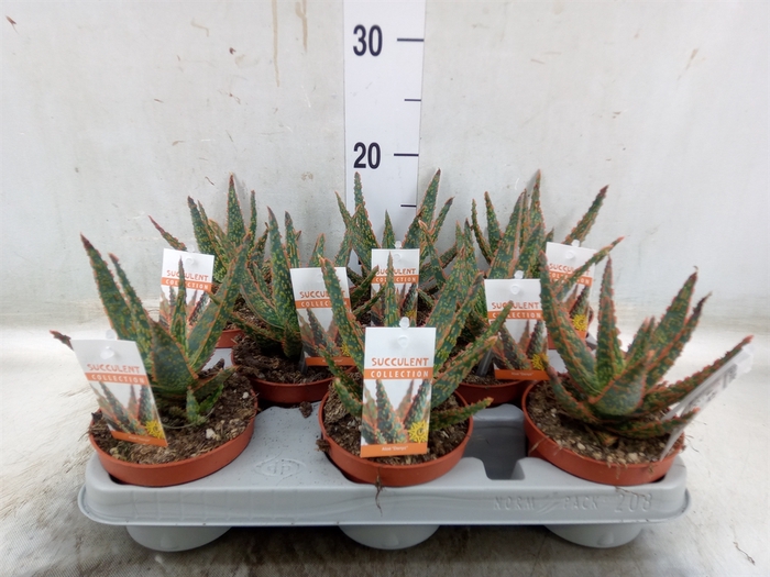 <h4>Aloe   ...</h4>
