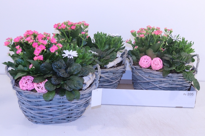<h4>ARR TUINPLANTEN</h4>