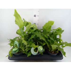 Microsorum musifolium 'Crocodyllus'