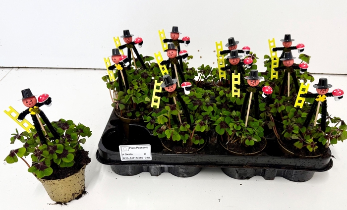 <h4>OXALIS DEPPEI</h4>