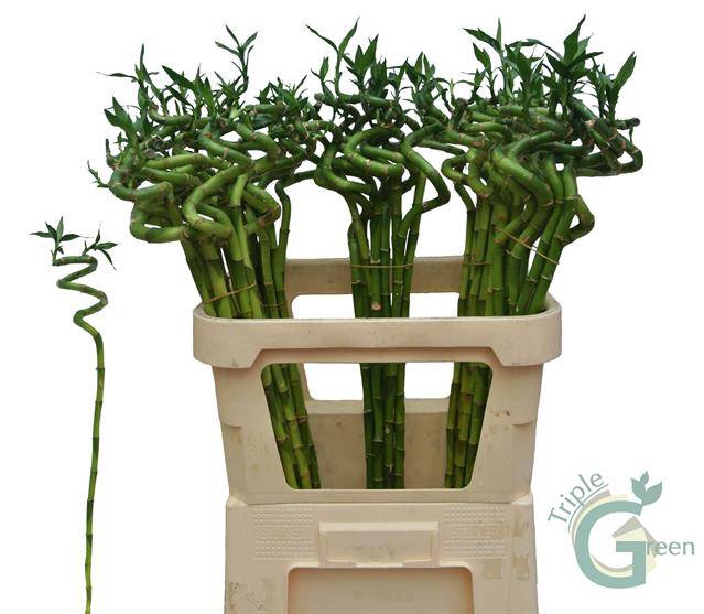 <h4>DRAC LUCKY BAMBOO</h4>