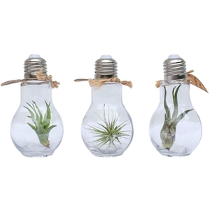 Tillandsia lamp terrarium small