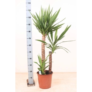 YUCCA
