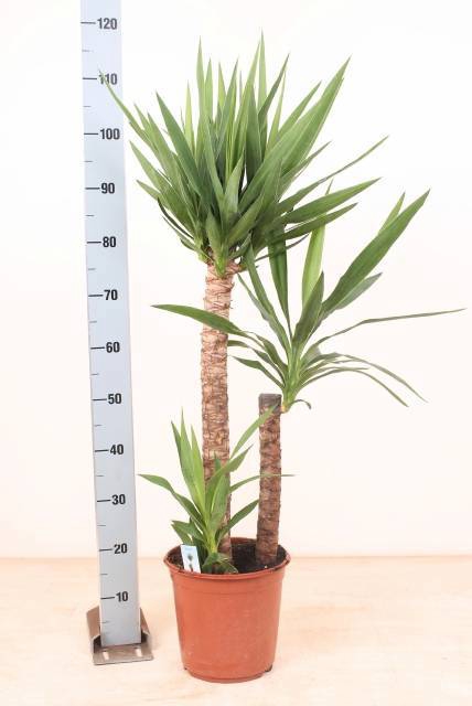 <h4>YUCCA</h4>