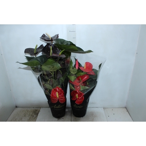 ANTHURIUM VARIADO P17 PREMIUM