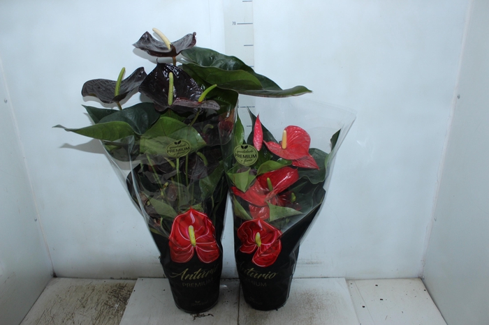<h4>ANTHURIUM VARIADO P17 PREMIUM</h4>