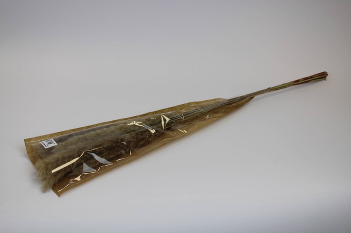 Cortaderia 80cm naturel