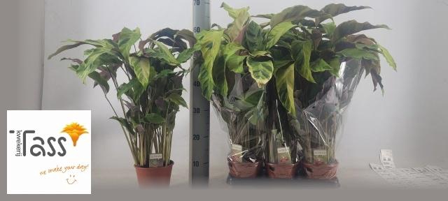 <h4>CALAT FUSION YELLOW</h4>