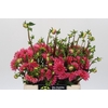 Dahlia Doris Duke