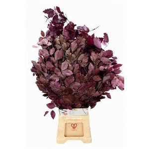 DECORGROEN KLB BS H%