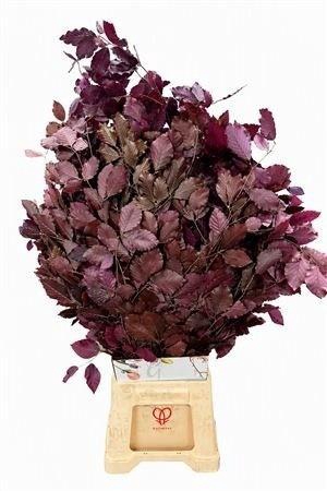 <h4>DECORGROEN KLB BS H%</h4>