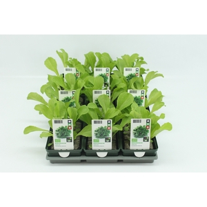 BKH Groente 50010 bio Andijvie (set x9)