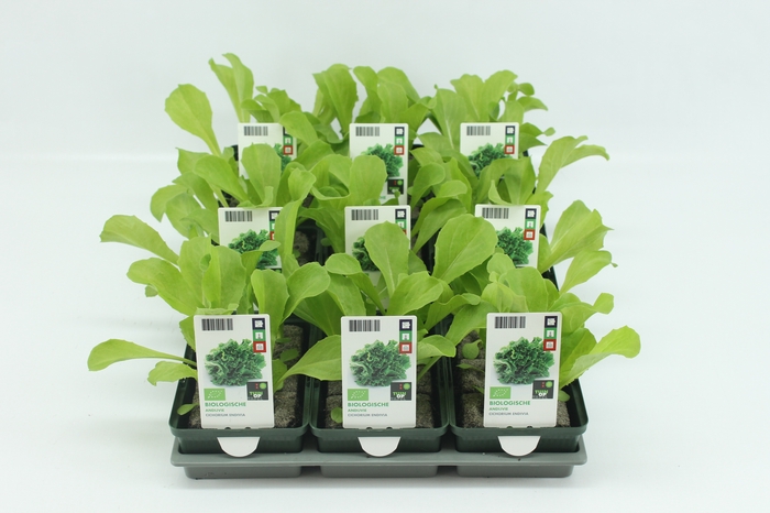 <h4>BKH Groente 50010 bio Andijvie (set x9)</h4>