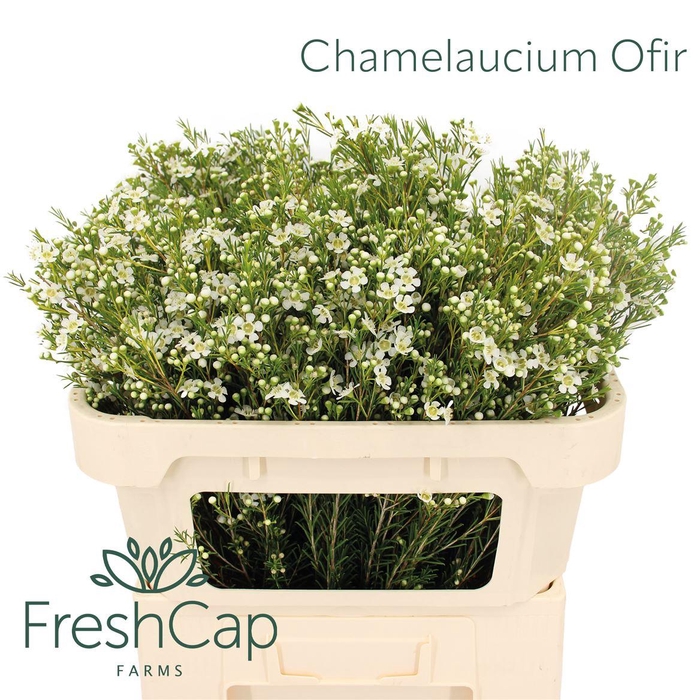 <h4>Chamelaucium Ofir</h4>