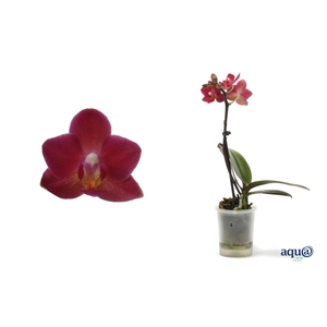Phal Tiny Dolls Cupid 1T7+ Aqu@
