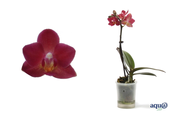 <h4>Phal Tiny Dolls Cupid 1T7+ Aqu@</h4>