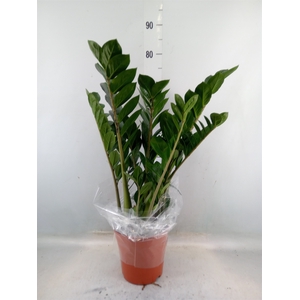 Zamioculcas zamiifolia