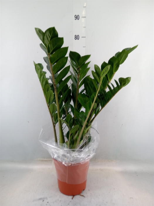 <h4>Zamioculcas zamiifolia</h4>