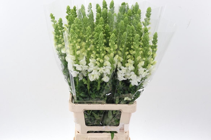 <h4>Antir Poto White</h4>