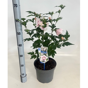 HIBISCUS SYRIACUS