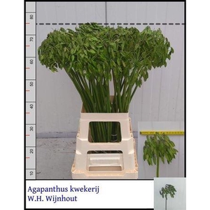 Agap Dr Brouwer