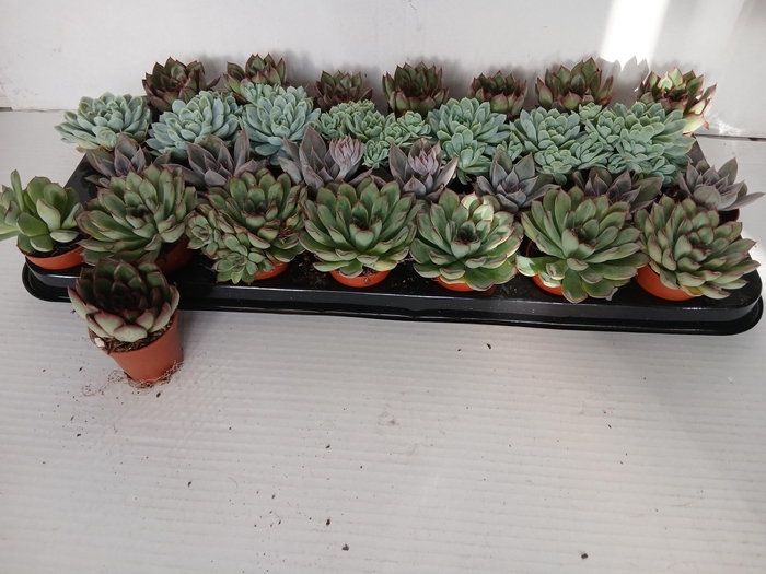 <h4>ECHEV GEM</h4>