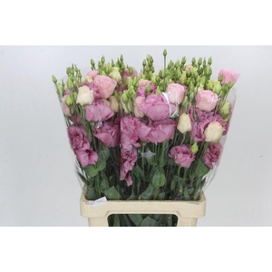 Eustoma Du Rosita Pink