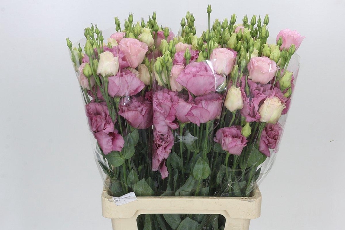 <h4>Eustoma Du Rosita Pink</h4>