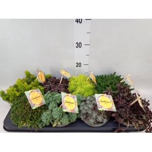 Sedum   ...mix