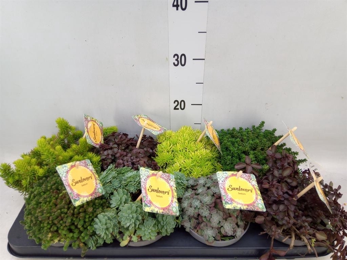 <h4>Sedum   ...mix</h4>