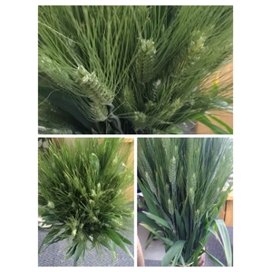 Grasses - Wheat grass (p/s)