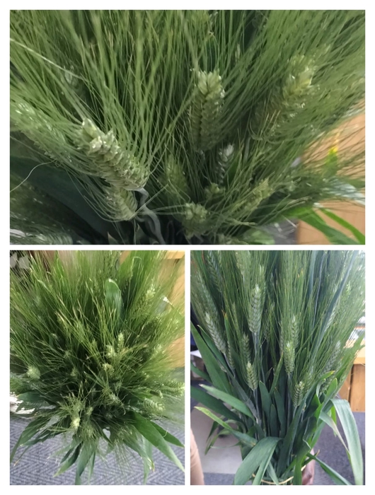 <h4>Grasses - Wheat grass (p/s)</h4>
