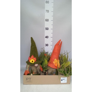 Arr.   Tuinplanten L%