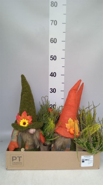 <h4>Arr.   Tuinplanten L%</h4>