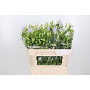 Campanula Cham Lavender