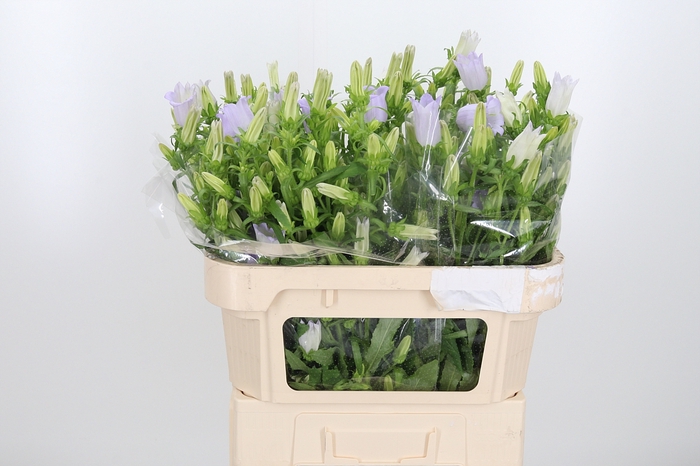 <h4>Campanula Cham Lavender</h4>