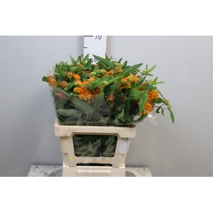 Ascl Tuberosa