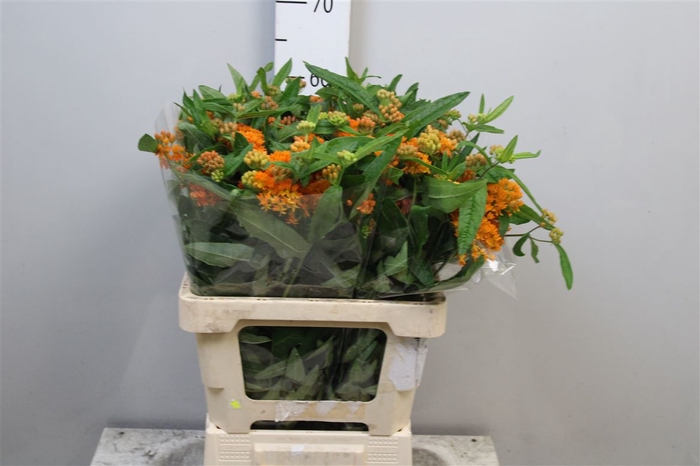 <h4>Ascl Tuberosa</h4>