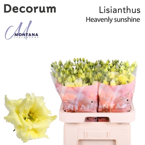 Lisianthus Dye heavenly sunshine