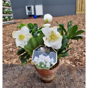 Helleborus HGC Joël P13 steen