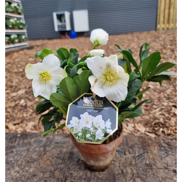 <h4>Helleborus HGC Joël P13</h4>