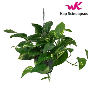 Scindapsus (Epipremnum) Hang Teruggeknipt