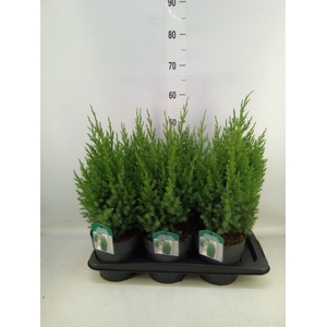 Juniperus chinensis 'Stricta'