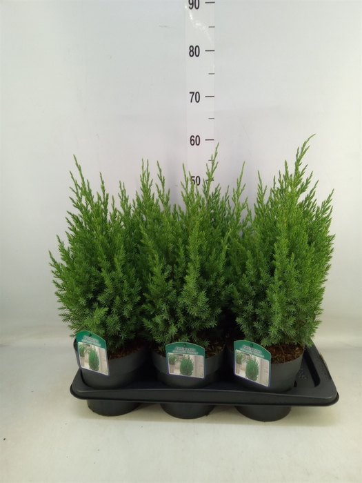 <h4>Juniperus chinensis 'Stricta'</h4>