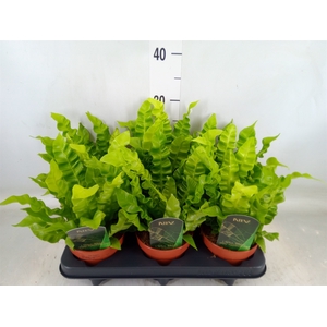 Asplenium nidus 'Crispy Wave'