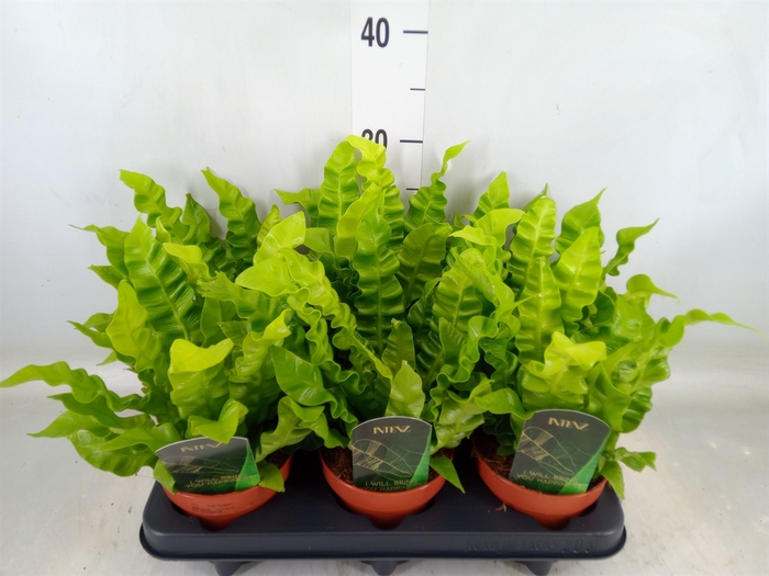 <h4>Asplenium nidus 'Crispy Wave'</h4>