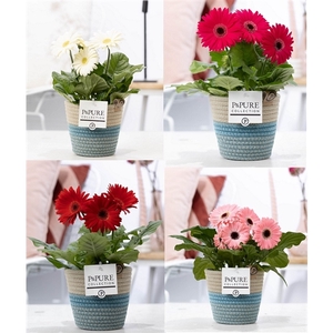 Gerbera 2-bl Mix Pure Valeri