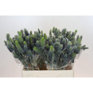 Eryngium Electric Dynamite